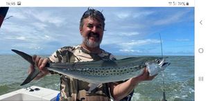 Brown Grouper (Dusky)