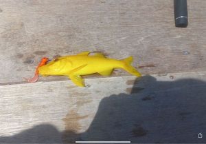 Gold-Saddle Goatfish