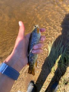 Brown Trout