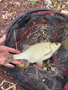 Prussian Carp
