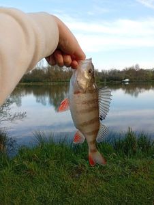 European Perch