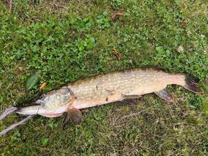 Northern Pike