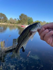 Largemouth Bass
