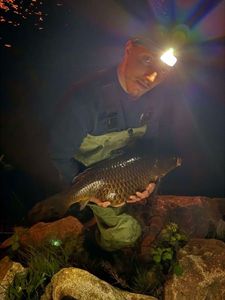 Common Carp