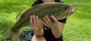 Largemouth Bass