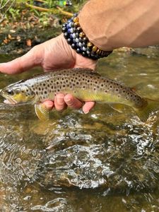 Brown Trout