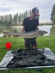 Sturgeon