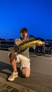 Zander