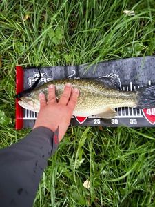 Largemouth Bass