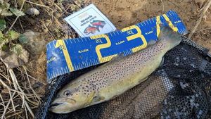 Brown Trout