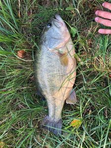 Largemouth Bass