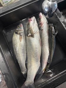 European Bass (Seabass)