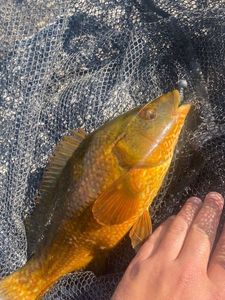 Ballan Wrasse