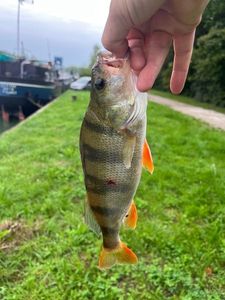 European Perch