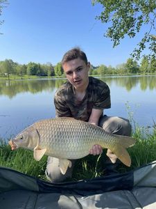 Common Carp