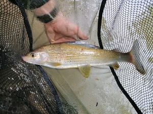 Grayling