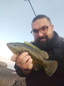 Ballan Wrasse