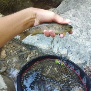 Brown Trout