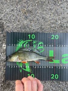 European Perch