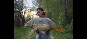 Common Carp