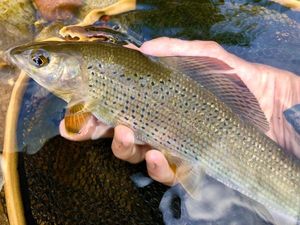 Grayling