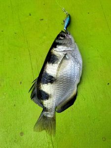 Poisson Archer