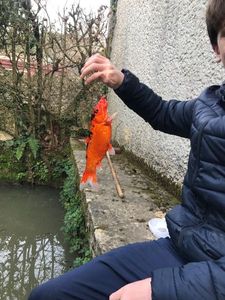 Koï Fish
