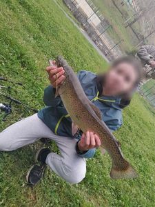 Rainbow Trout