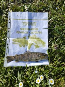 Brown Trout