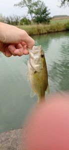 Largemouth Bass