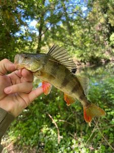 European Perch