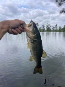 Largemouth Bass