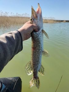 Northern Pike