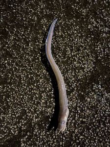 Conger