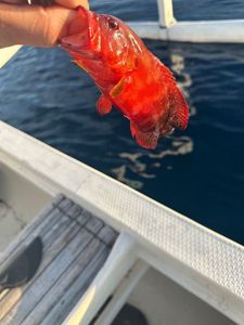 Bluespotted seabass