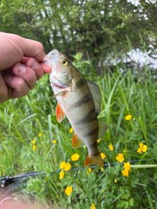 European Perch