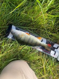 European Perch