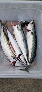 Mackerel