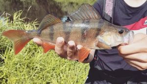 European Perch