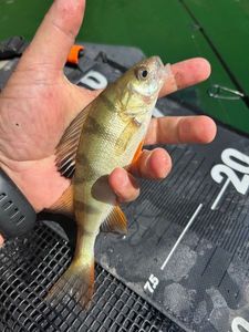 European Perch