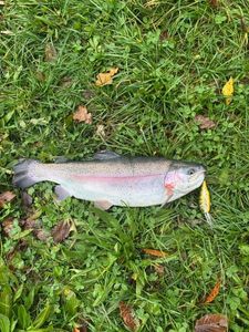Rainbow Trout