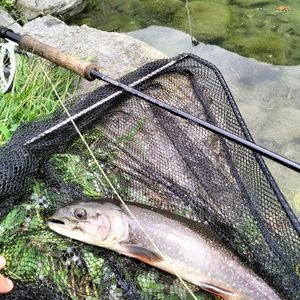 Brook Trout