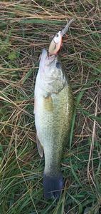 Largemouth Bass