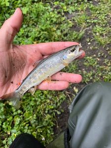 Brown Trout