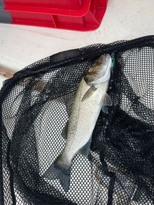 European Bass (Seabass)