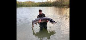 Sturgeon
