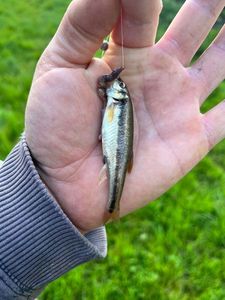 Common Minnow