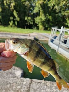 European Perch