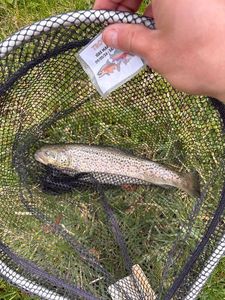 Rainbow Trout