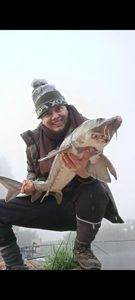 Sturgeon